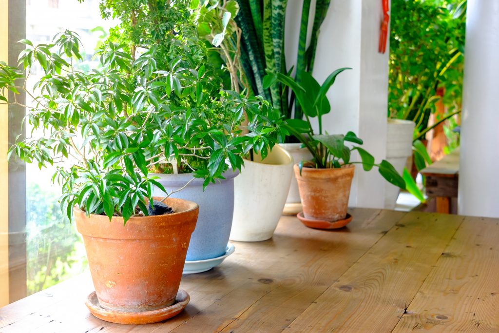Plants in pots beside the window