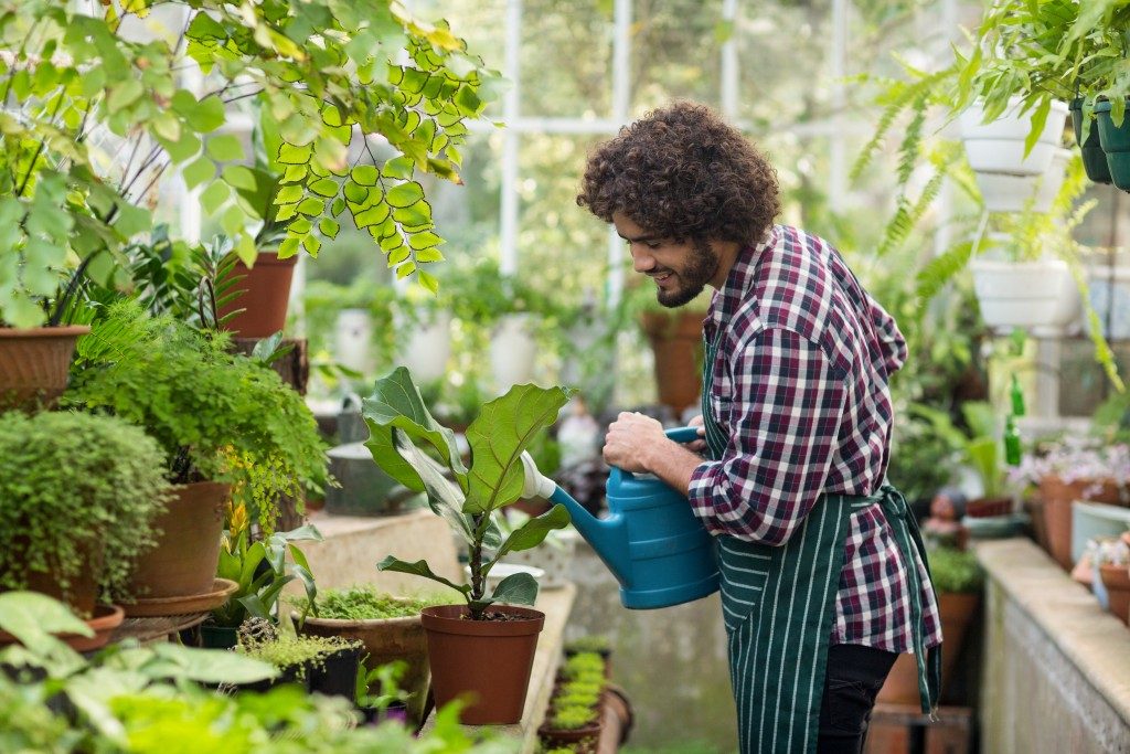 man watering plant inside greenhouse
