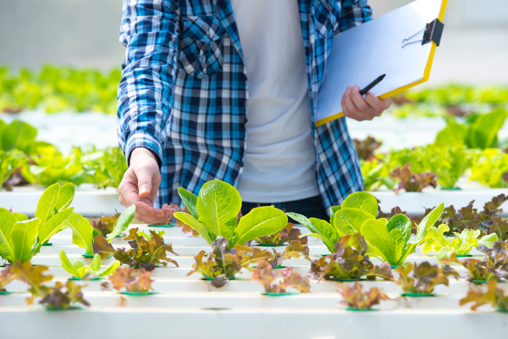 man checking vegetable produce